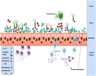 A review for non-antibiotic treatment of Helicobacter pylori: new insight